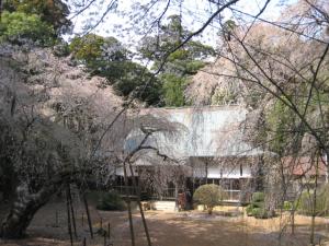 徳川家康公所縁の福星寺のしだれ桜の写真