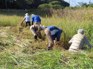 5人の方がホタル自生地の草刈りをしています