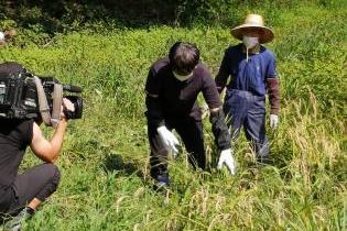 稲刈りをする長谷川さん