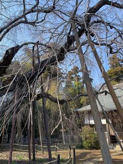 しだれ桜