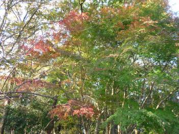 秋の栗山市民の森の写真