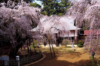 福星寺のしだれ桜写真
