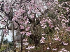 しだれ桜