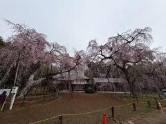 しだれ桜