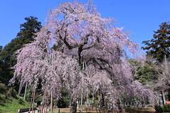 しだれ桜