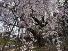 しだれ桜