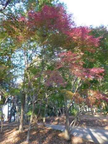 栗山市民の森　秋の様子の写真