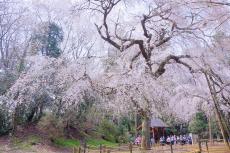 しだれ桜