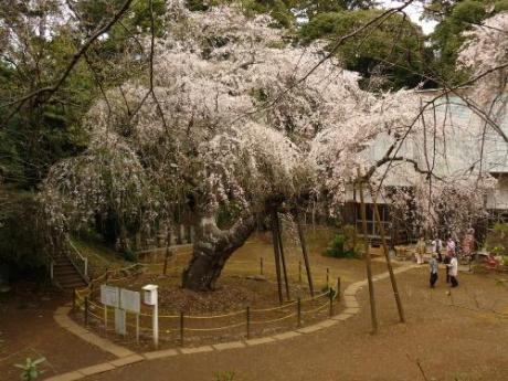 福星寺のしだれ桜の写真
