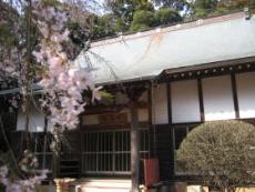 福星寺と桜の写真