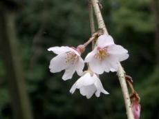 桜花びらの写真