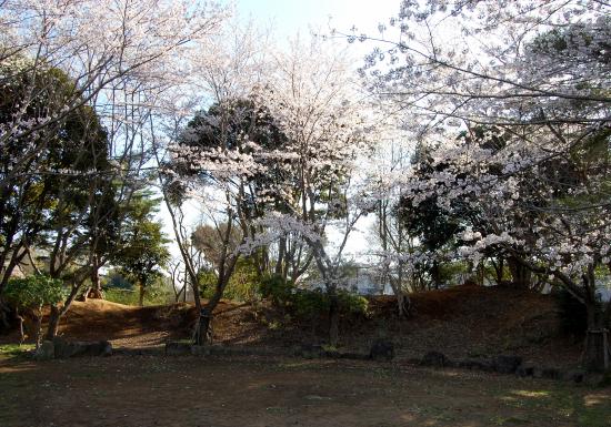 満開の桜の写真