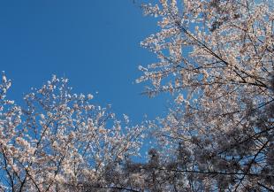 満開の桜の写真