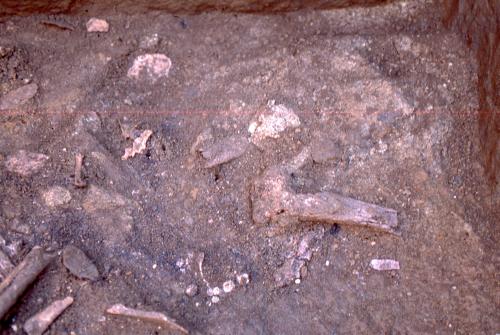 複数の人骨が出土の写真